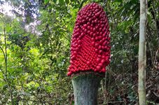  Carrion Flower in Indonesia’s West Sumatra Province Bears Fruit