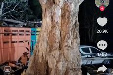 Video Viral Pohon Pule Seharga Rp 500 Juta dari Sumbawa Ditanam di IKN
