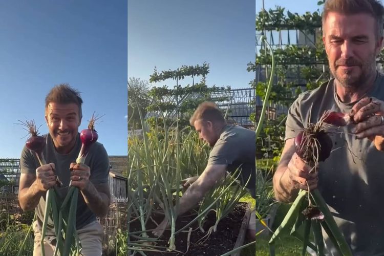 Hobi Berkebun seperti David Beckham, Ini 6 Manfaatnya untuk Kesehatan Mental