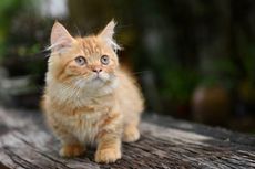 7 Ras Kucing Berukuran Kecil yang Menggemaskan