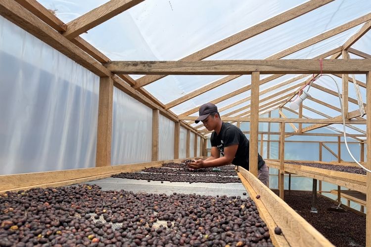 Pemberdayaan Petani Kopi Dorong Pemulihan Ekonomi di Gayo Lues, Aceh