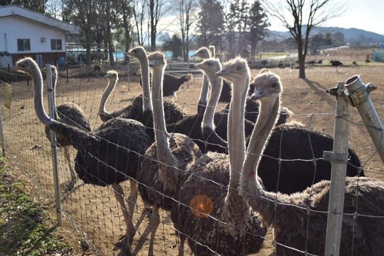 Peternakan burung unta di Prefektur Ibaraki, Jepang dengan jarak sekitar dua jam dari Tokyo dengan mobil yang dikelola oleh perusahaan Jonan Green System.