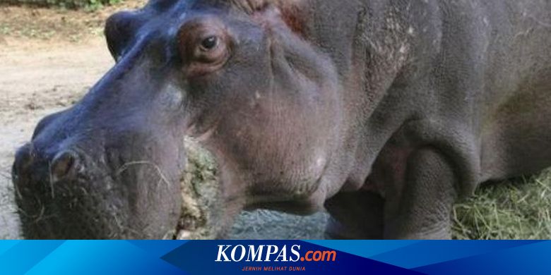 Kuda  Nil  Tertua Mati di Kebun Binatang  Manila
