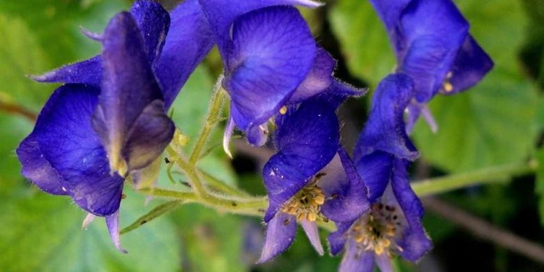 Tanaman beracun Aconitum napellus zaman dulu digunakan untuk berburu hewan.