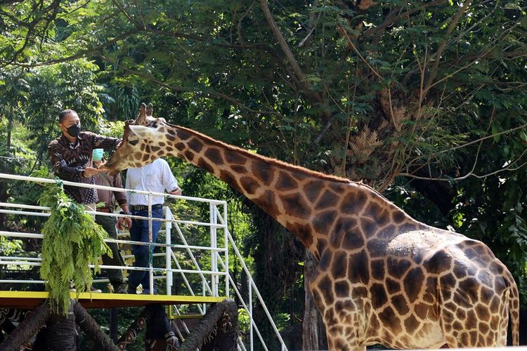 Wali Kota Surabaya Eri Cahyadi saat berada di Kebun Binatang Surabaya