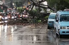 Pohon Tumbang di Jalan Raya Bogor, Arus Lalu Lintas Arah Jakarta Macet