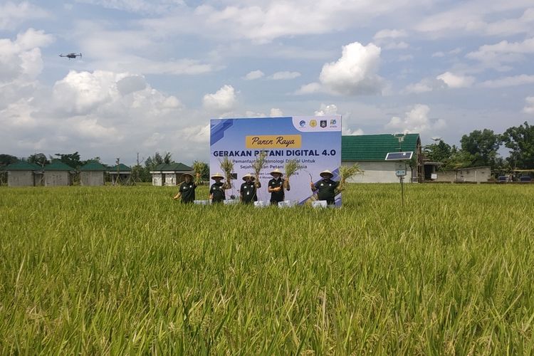 suasana panen raya pertanian teknologi digital di Desa Bilebante Lombok Tengah