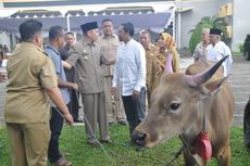 Presiden Jokowi Sumbang Sapi Kurban 800 Kilogram untuk Maluku