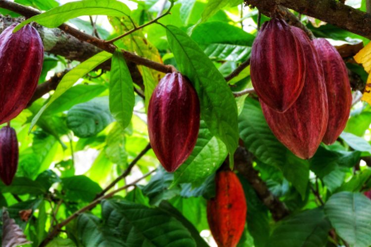 Ilustrasi buah kakao siap panen