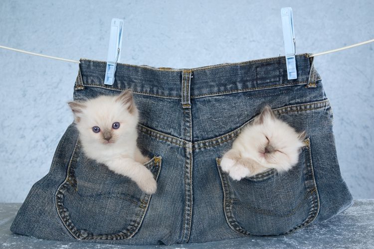 Ilustrasi kucing dalam celana.