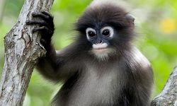 Hari Primata Indonesia, Kenali Primata Apa Saja yang Dilindungi