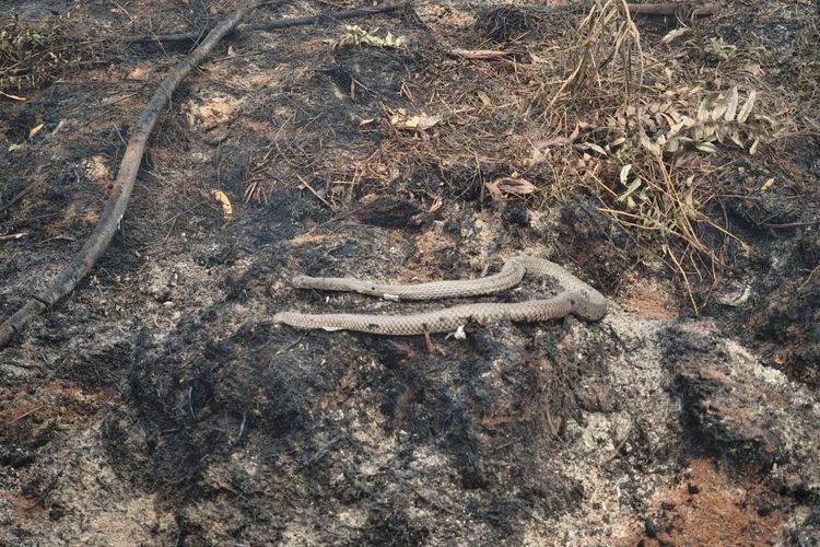 Saat Ular Kobra Ikut Hangus Terbakar Karhutla di Kalimantan Barat