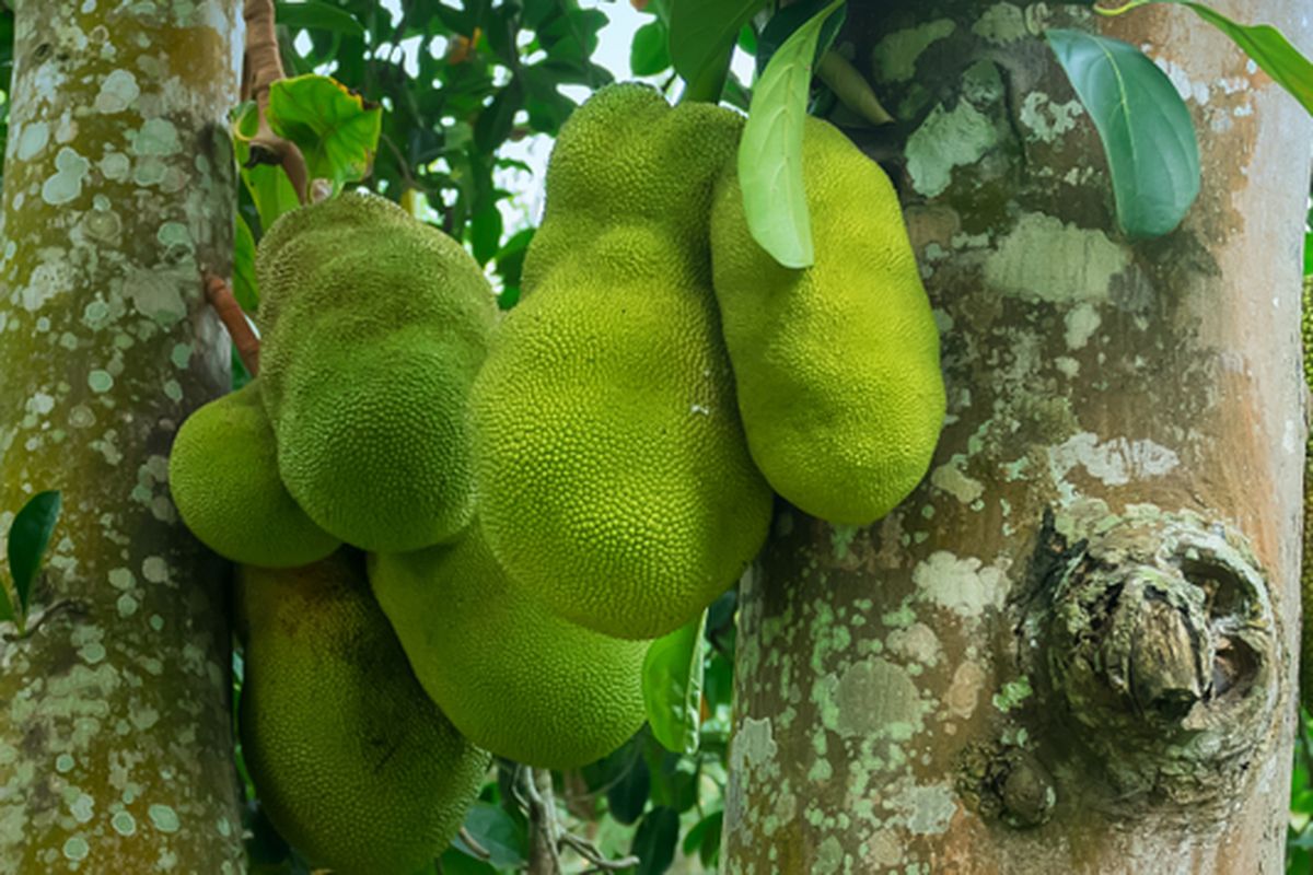 Ilustrasi pohon nangka, menanam nangka. 