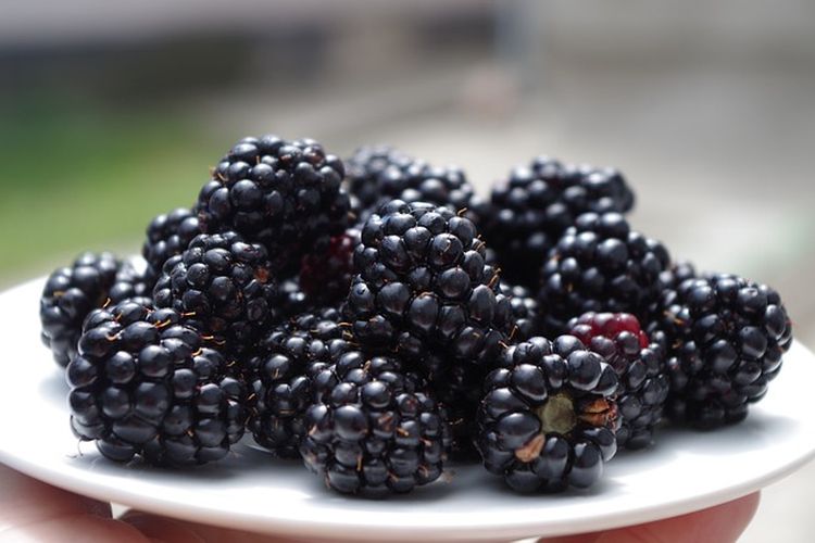 Buah blackberry, cara menanam blackberry