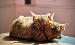 Bukan Cuma Manusia, Kucing dan Anjing Juga Bisa Berduka