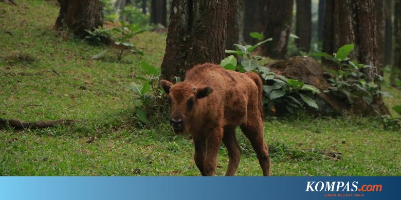 Tiga Bayi Bison Eropa Dan Amerika Hadir Di Taman Safari Prigen