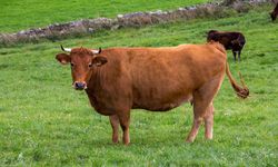 Studi Sebut 98 Persen Janji Keberlanjutan Industri Daging dan Susu Hanya Greenwashing