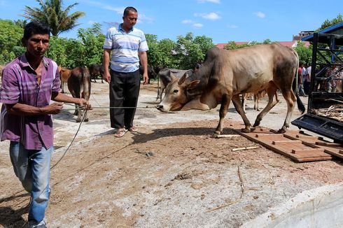 Ini Panduan Penyembelihan Hewan Kurban yang Aman dari Covid-19