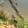 Viral, Video Penampakan Buaya di Sungai Bengawan Solo, Ini Kata BKSDA Jatim