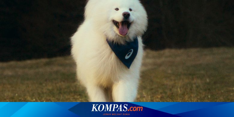 Gempa! Anjing Samoyed Felix Jadi Duta Merek ASICS, Lebih Populer dari Selebriti?