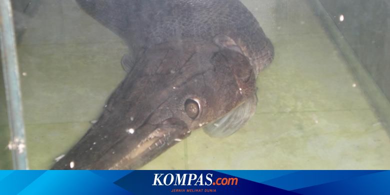 Dinilai Berbahaya Ikan Aligator Dilarang Diperjualbelikan