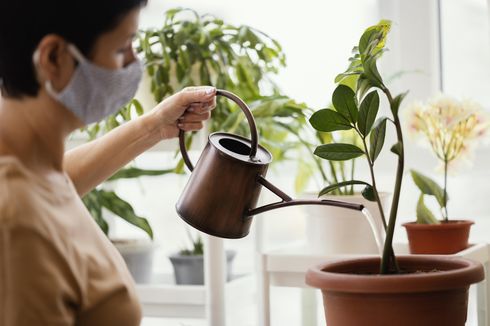 Cara Terbaik Menyiram Tanaman Hias Indoor agar Subur dan Sehat 