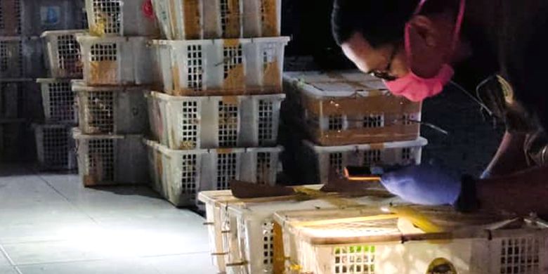 Petugas Balai Karantina Pertanian Lampung memeriksa jenis burung yang berhasil digagalkan dalam penyelundupan di Pelabuhan Bakauheni, Senin (20/7/2020) dini hari. Lebih dari 700 burung berusaha diselundupkan dengan cara dijejalkan ke dalam 33 boks. (FOTO: Dok. Flight) 