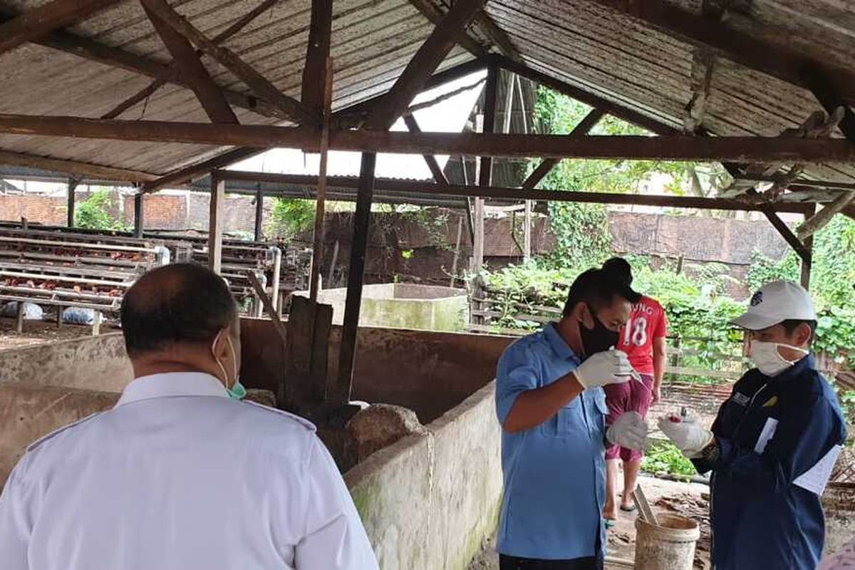Ketua Perhimpunan Dokter Hewan Indonesia (PHDI) Cabang  Sumatera Selatan, saat mengambil sampel peternakan babi lantaran, ratusan babi disana mati secara mendadak diduga terkena virus fulu babi afrika.