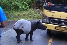 Seekor Tapir yang Dilepasliarkan BKSDA Ditemukan di Jalan Raya, Videonya Viral