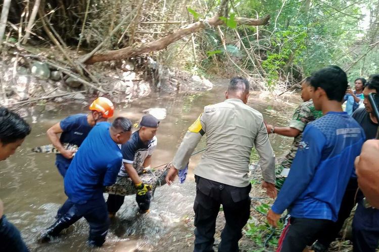 Proses evakuasi buaya yang ditemukan warga di Sungai Tepus daerah Selomartani, Kapanewon Kalasan, Kabupaten Sleman. (Foto dokumentasi Polsek Kalasan).