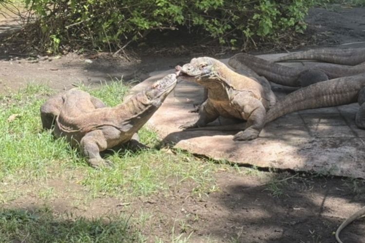 KBS Jalin Kerja Sama Konservasi dengan Kebun Binatang Jepang, Pinjamkan Komodo