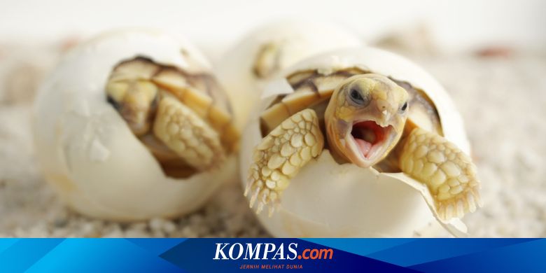 6 Dari 7 Spesies Penyu Langka Ada Di Indonesia Bagaimana Wujudnya Halaman All Kompas Com