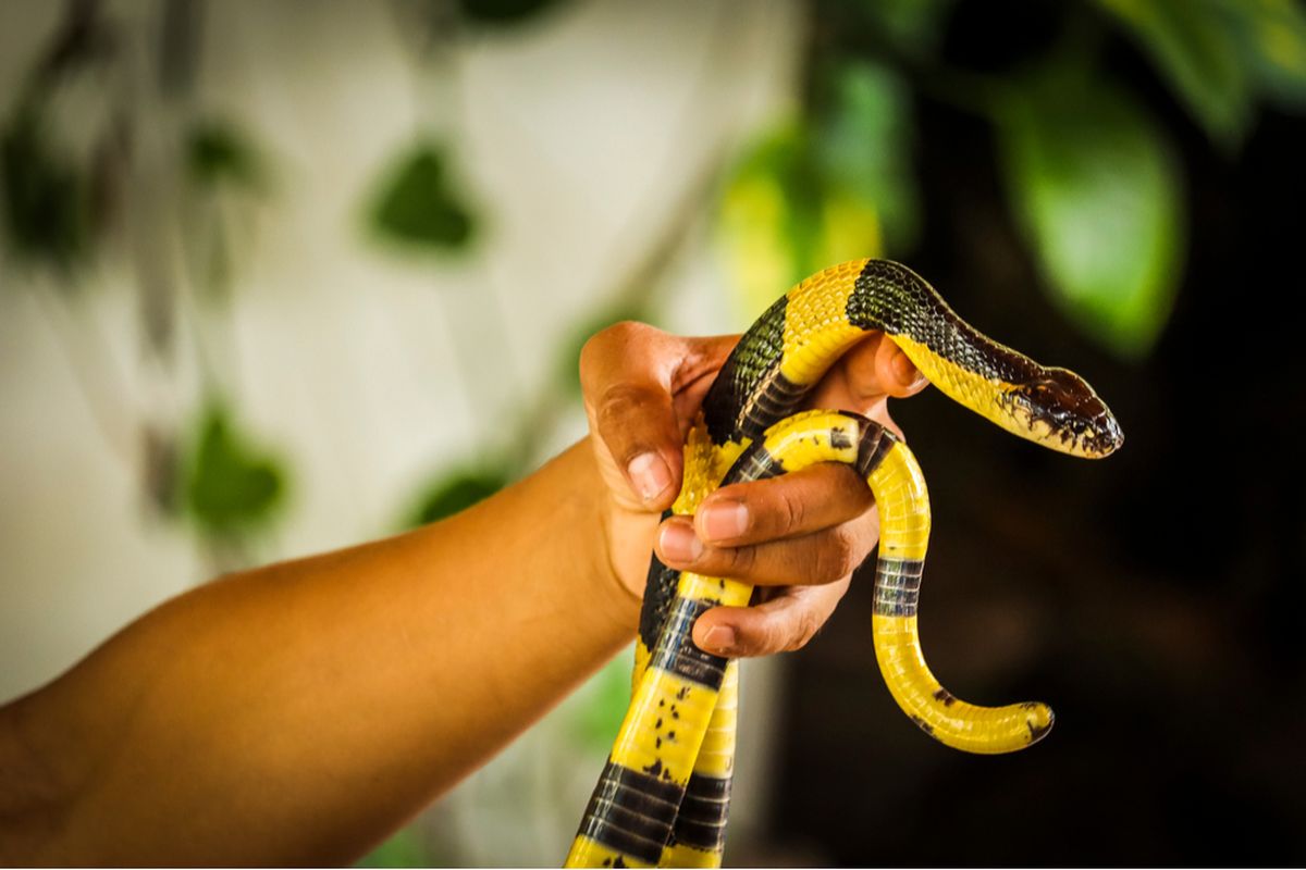 Ular welang (Bungarus fasciatus).