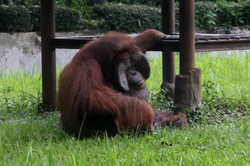 Penjelasan Pelempar Rokok ke Orangutan di Kebun Binatang Bandung