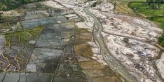 Pemulihan Sawah Terdampak Bencana Tunjukkan Progres, Ribuan Hektar Mulai Ditanami