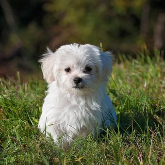 Ilustrasi anjing Maltese.