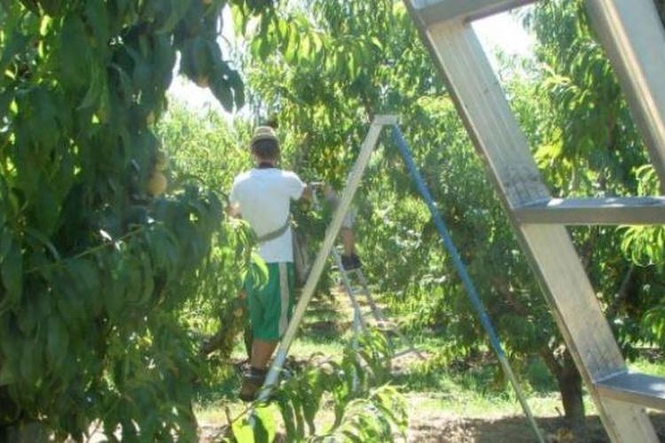 Petani buah di Goulburn Valley, Victoria, Australia, hanya bisa mendapatkan 60 persen pemetik buah hingga pekan terakhir menjelang musim panen.