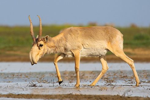 Antelope Saiga, Hewan Berhidung Unik yang Hampir Punah Dua Kali