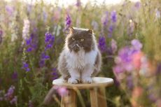 Perbedaan Kucing Ragdoll Vs Persia, Jangan Keliru