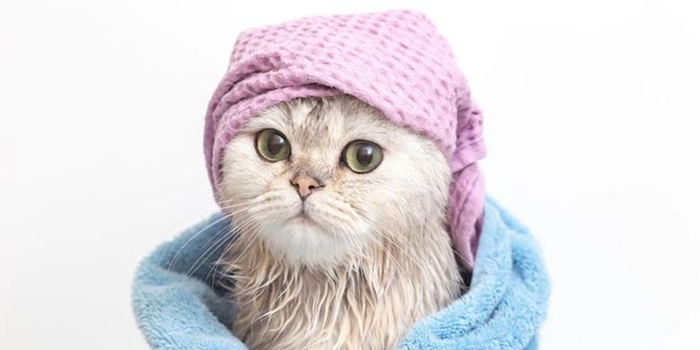 ilustrasi kucing mandi, 5 tips mencegah kutu pada anak kucing