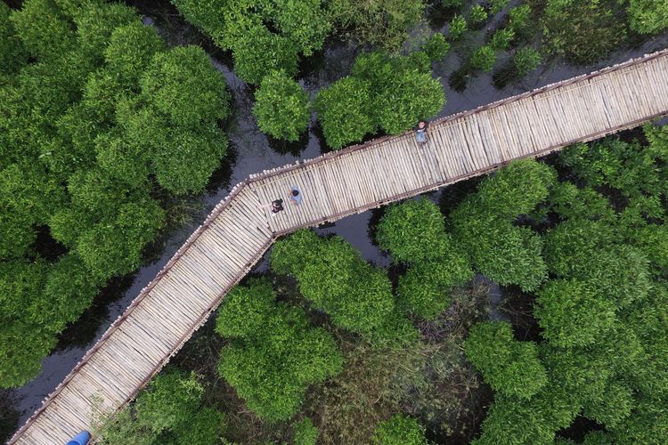 Ekowisata Mangrove Wonorejo, salah satu tempat wisata Surabaya yang bisa dikunjungi.