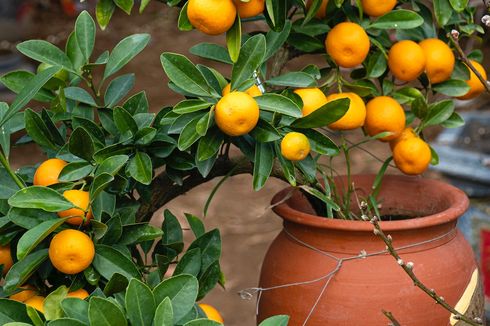 Cara Menanam Jeruk dalam Pot agar Bisa Berbuah Banyak