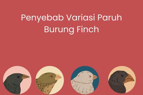 Penyebab Variasi Paruh Burung Finch