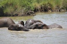 Apakah Gajah Bisa Berenang?