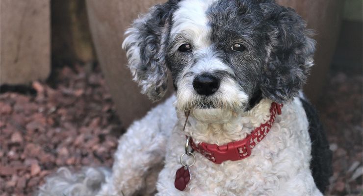 Anjing “Designer” Tak Selalu Lebih Baik: Studi Ungkap Masalah Perilaku