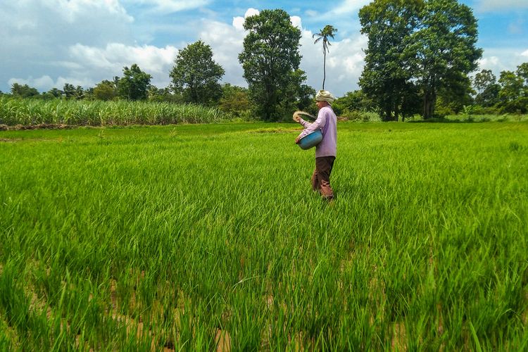 Ilustrasi petani sedang memupuk tanaman padi