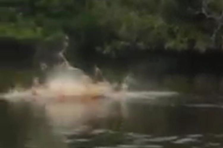 Tangkapan layar video viral saat dua ekor buaya raksasa muncul ke permukaan sungai dan disaksikan banyak warga Kelurahan Teluk Dawan Jambi. 