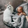 5 Cara Memperkenalkan Kucing pada Bayi Baru