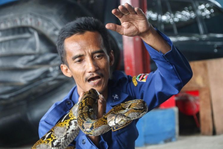 Muhammad Rizal, anggota Pemadam Kebakaran Kabupaten Purwakarta yang punya keahlian menangkap ular.