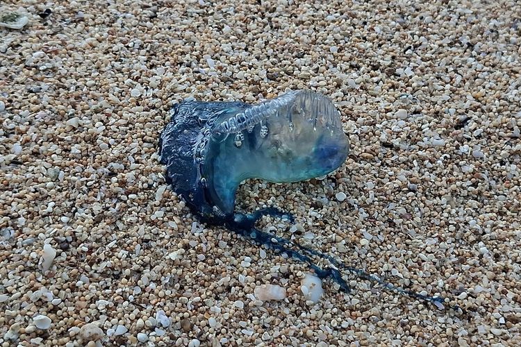 Jangan Disentuh! Ubur-ubur Mulai Muncul di Pantai Gunungkidul, 3 Wisatawan Jadi Korban